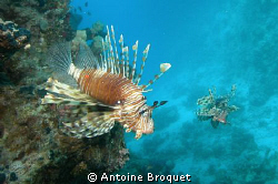 2 Lion fish, one wiew on the side and one view in the front by Antoine Broquet 
